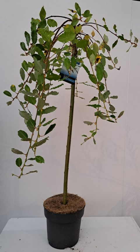 Salix caprea 'Kilmarnock'