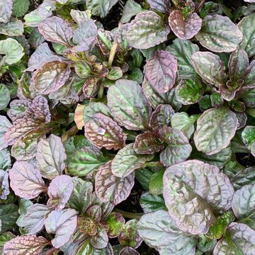 Ajuga reptans 'Catlin's Giant'