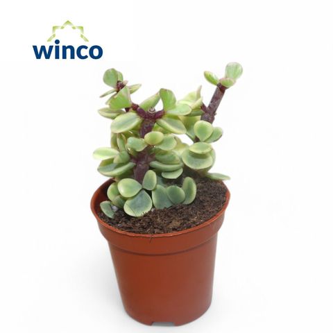 Portulacaria afra 'Variegata'