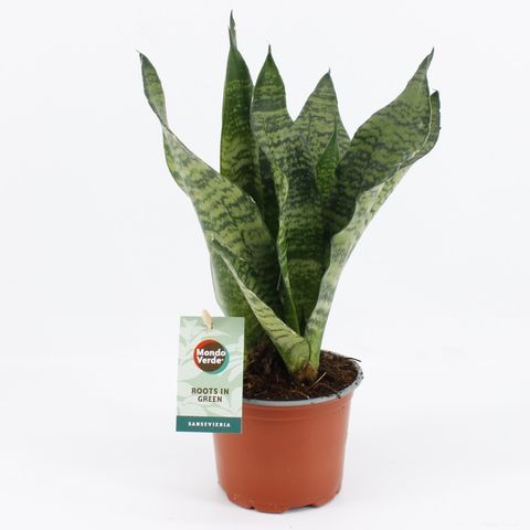 Sansevieria trifasciata 'Black Coral'