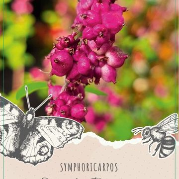 Symphoricarpos x chenaultii LITTLE BERRY