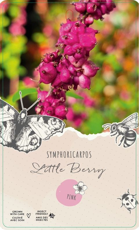 Symphoricarpos x chenaultii LITTLE BERRY