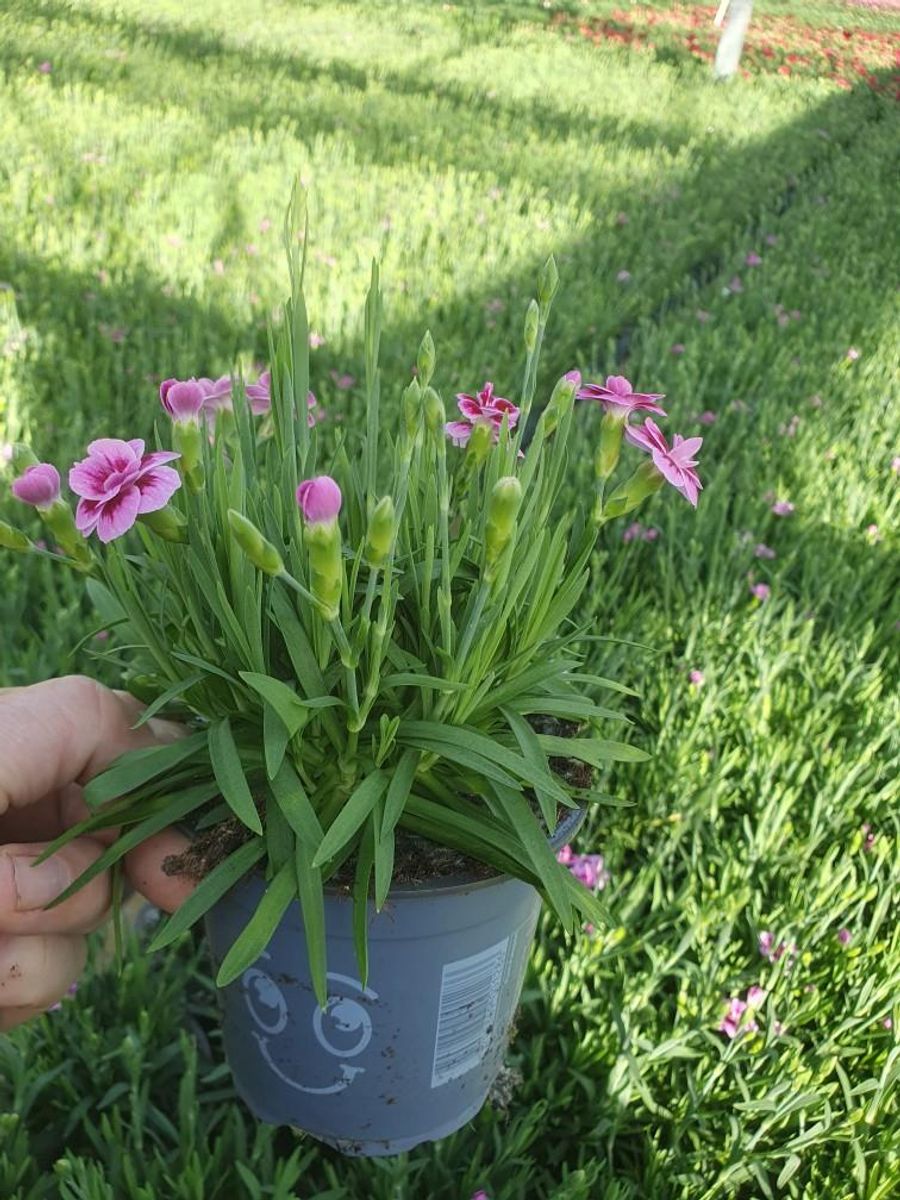 Dianthus DIANTICA PINK KISSES — Plant Wholesale FlorAccess