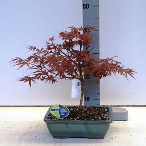 Acer palmatum 'Shaina'