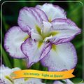 Iris ensata 'Light at Dawn'