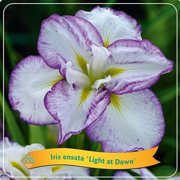 Iris ensata 'Light at Dawn'