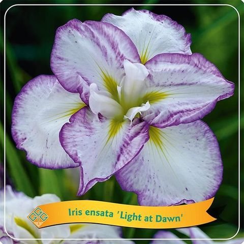 Iris ensata 'Light at Dawn'