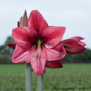 Hippeastrum 'Disco Star'