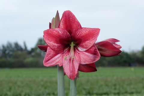 Hippeastrum 'Disco Star'