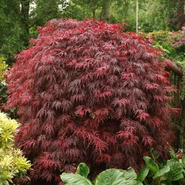 Acer palmatum 'Гарнет'