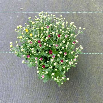 Chrysanthemum MIX IN POT