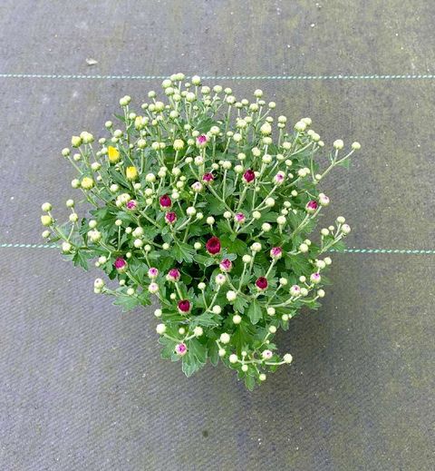 Chrysanthemum MIX IN POT