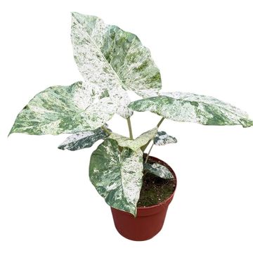 Alocasia odora 'Batik Variegata'