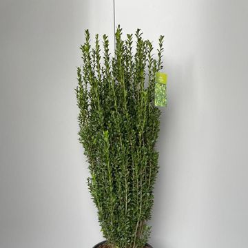Ilex crenata 'Fastigiata'