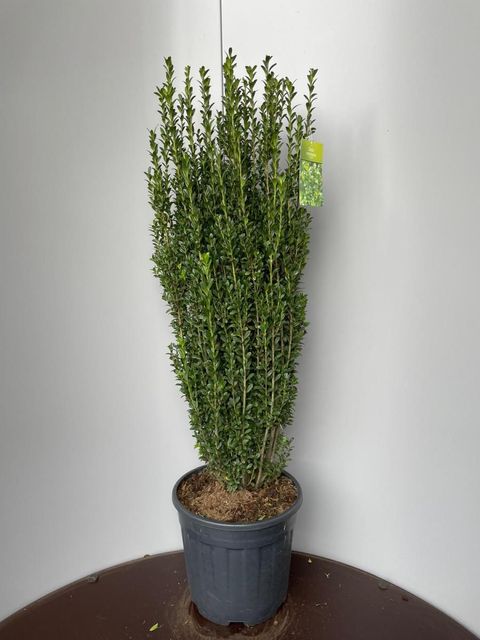 Ilex crenata 'Фастигиата'