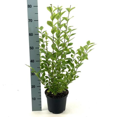 Ligustrum ovalifolium 'Aureum'