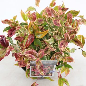 Leucothoe FIRESTAR