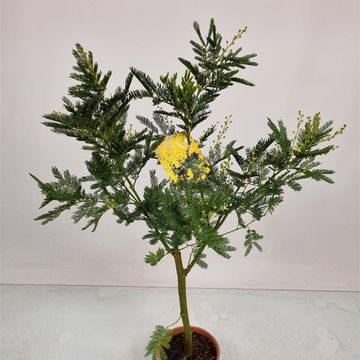 Acacia dealbata