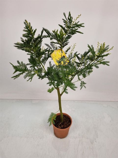 Acacia dealbata