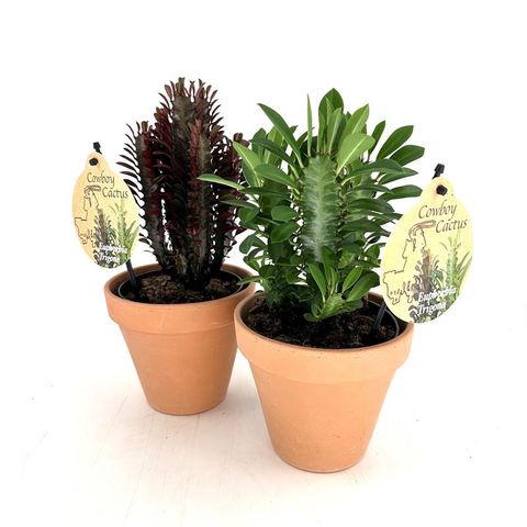 Euphorbia trigona