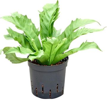 Asplenium antiquum GIOIA