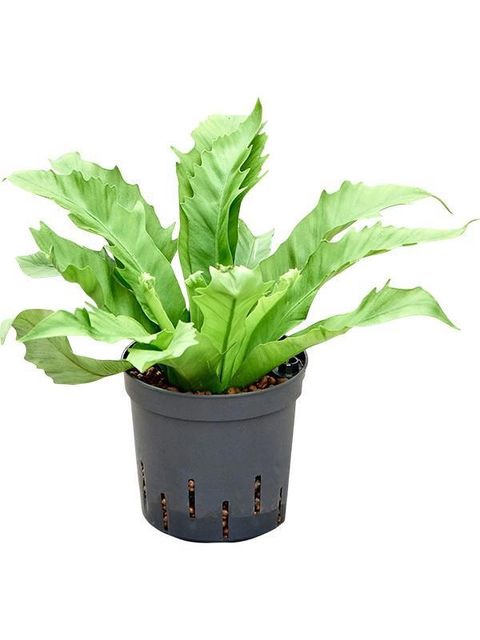 Asplenium antiquum GIOIA