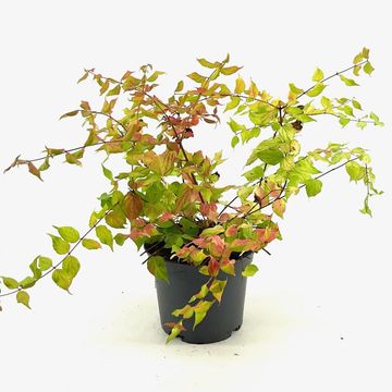 Kolkwitzia amabilis 'Maradco'