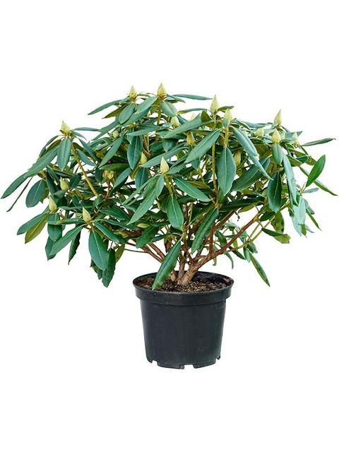 Rhododendron 'Marcel Menard'