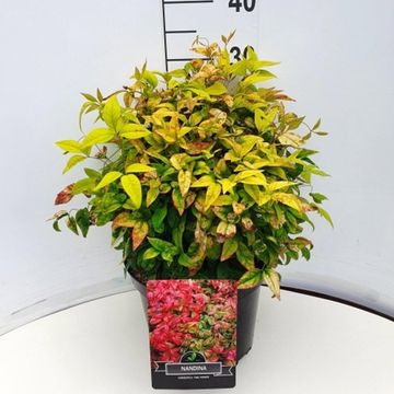 Nandina domestica 'Fire Power'