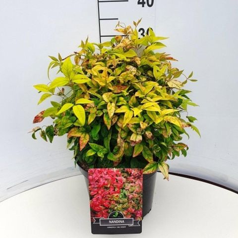 Nandina domestica 'Fire Power'