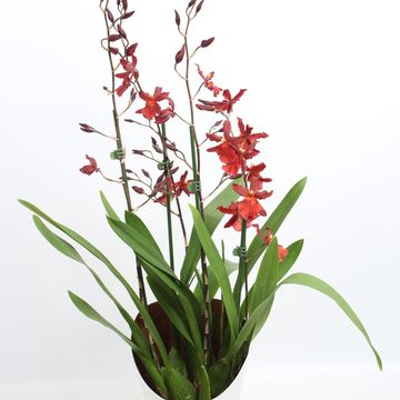 x Vuylstekeara Cambria 'Plush'