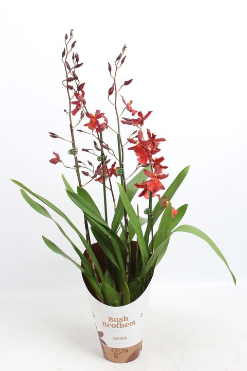 x Vuylstekeara Cambria 'Plush'