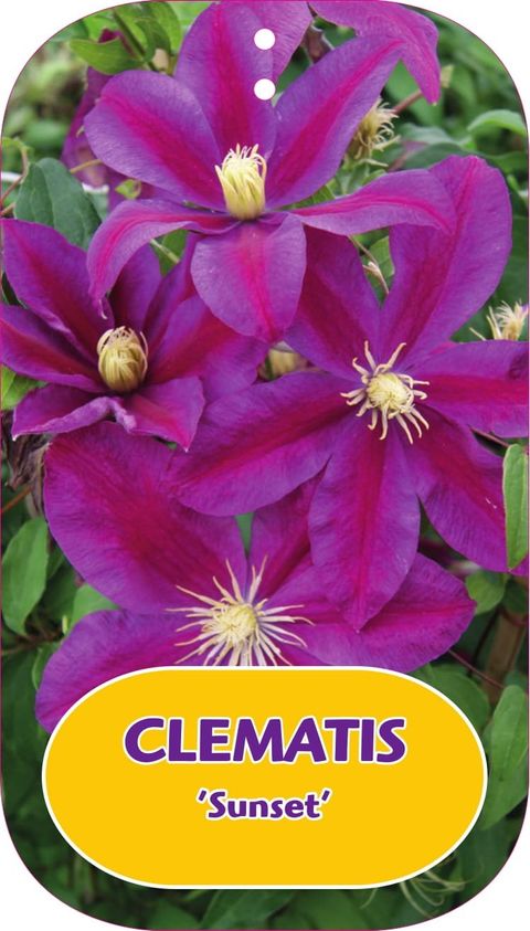 Clematis 'Сансет' (LL)