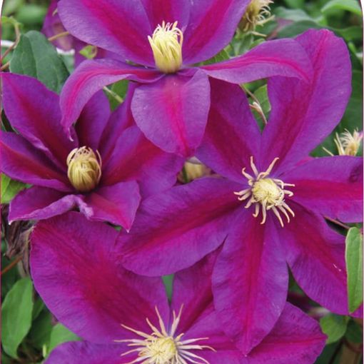 Clematis 'Sunset' (LL)