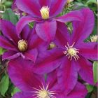 Clematis 'Сансет' (LL)