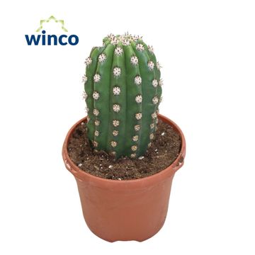 Trichocereus grandiflorus