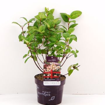 Hydrangea paniculata WHITE DIAMONDS