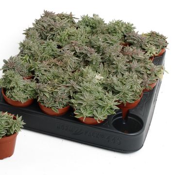 Peperomia 'Sprinkle'