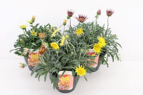 Gazania rigens GAZOO MIX