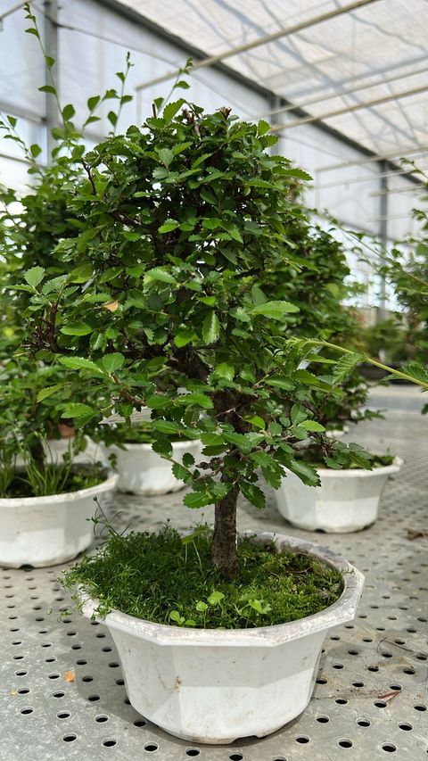 Zelkova serrata