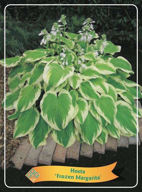 Hosta 'Frozen Margarita'