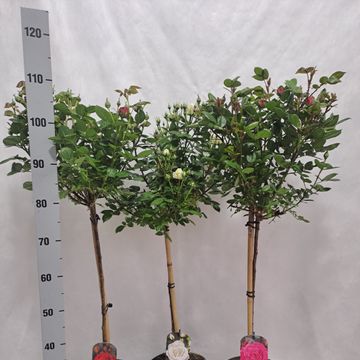 Роза STANDARD LARGE FLOWERING