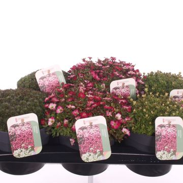 Saxifraga MIX