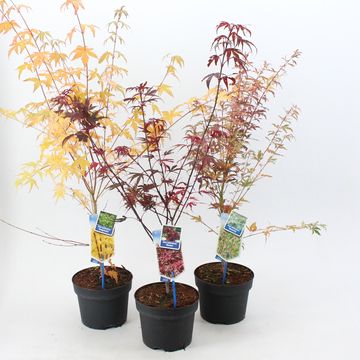 Acer palmatum MIX