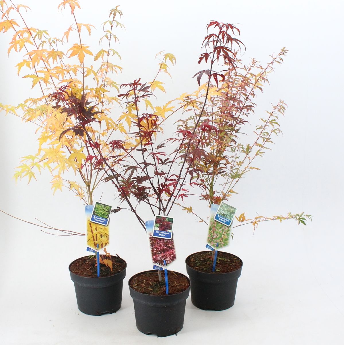 Acheter Plante Acer Palmatum Tricolour Jardin Lot De 3 Pot 12cm