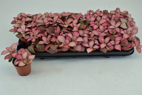 Fittonia 'Pink Anne'
