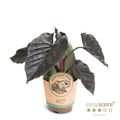 Alocasia 'Antoro Velvet'