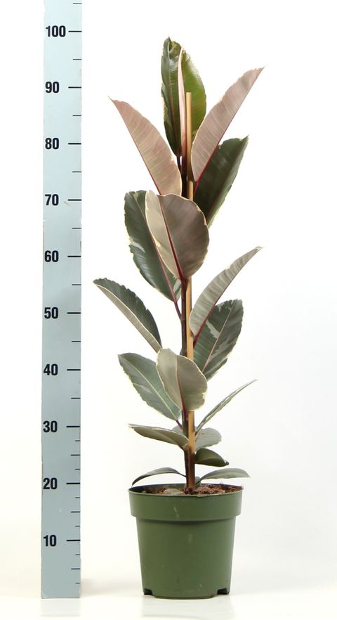 Ficus elastica 'Tineke'
