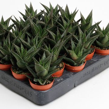 Haworthia limifolia