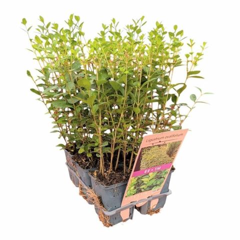 Ligustrum ovalifolium